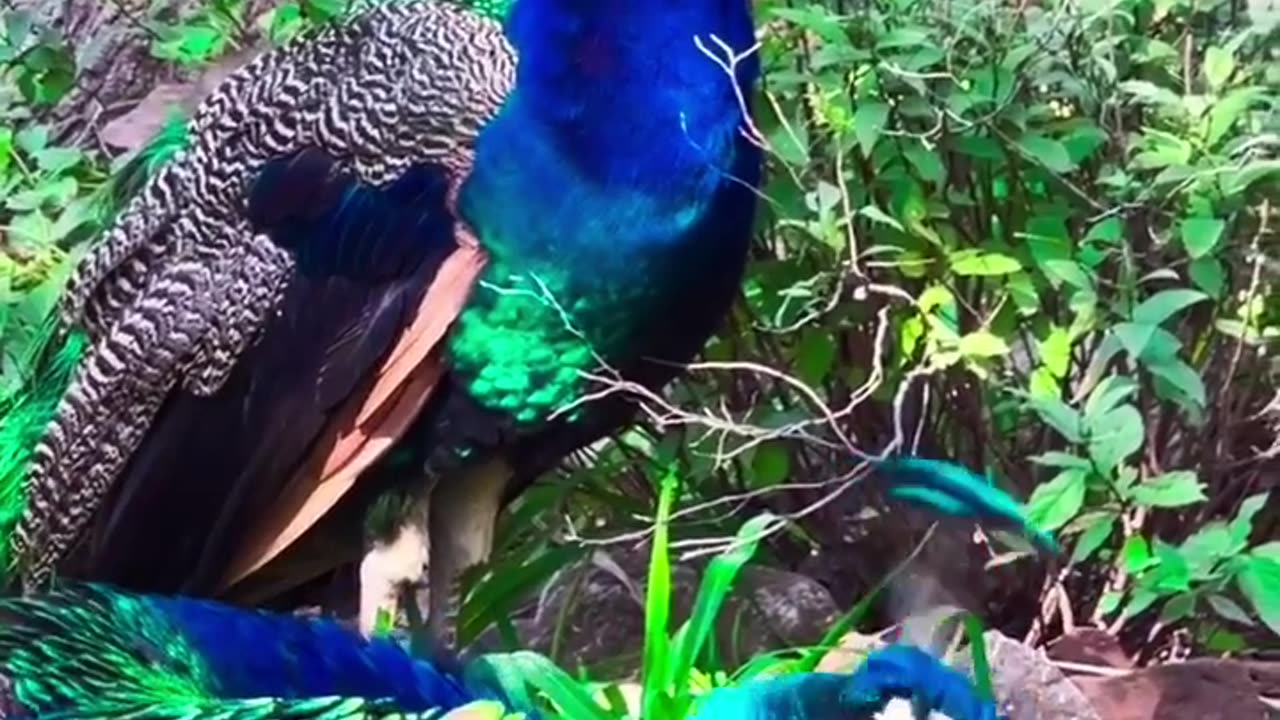 Beautiful bird version anyway