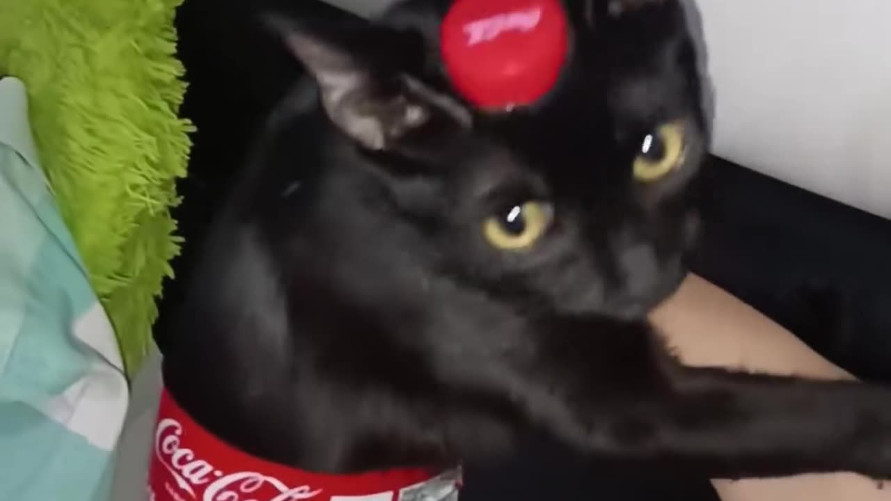 Coke On Cat