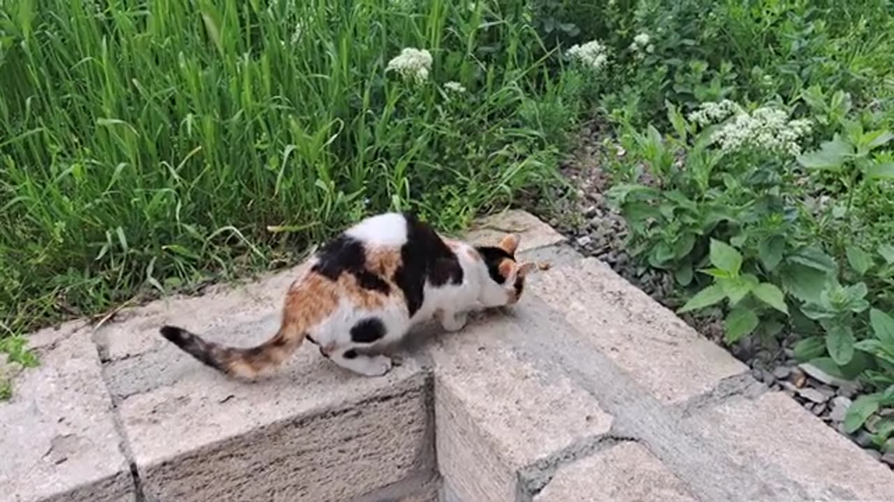 Cute colorful cat eating food. This cat is so cute.