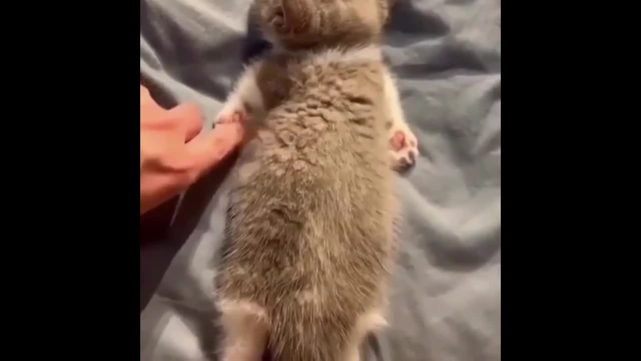 Cute Kittens Doing Funny Things
