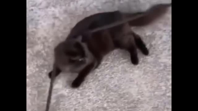 Title- Funniest Cats - Don't try to hold back Laughter - Funny Cats Life-2022