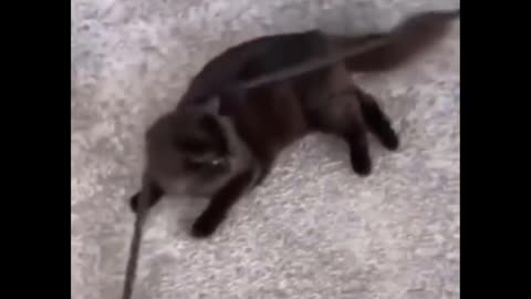 Title- Funniest Cats - Don't try to hold back Laughter - Funny Cats Life-2022