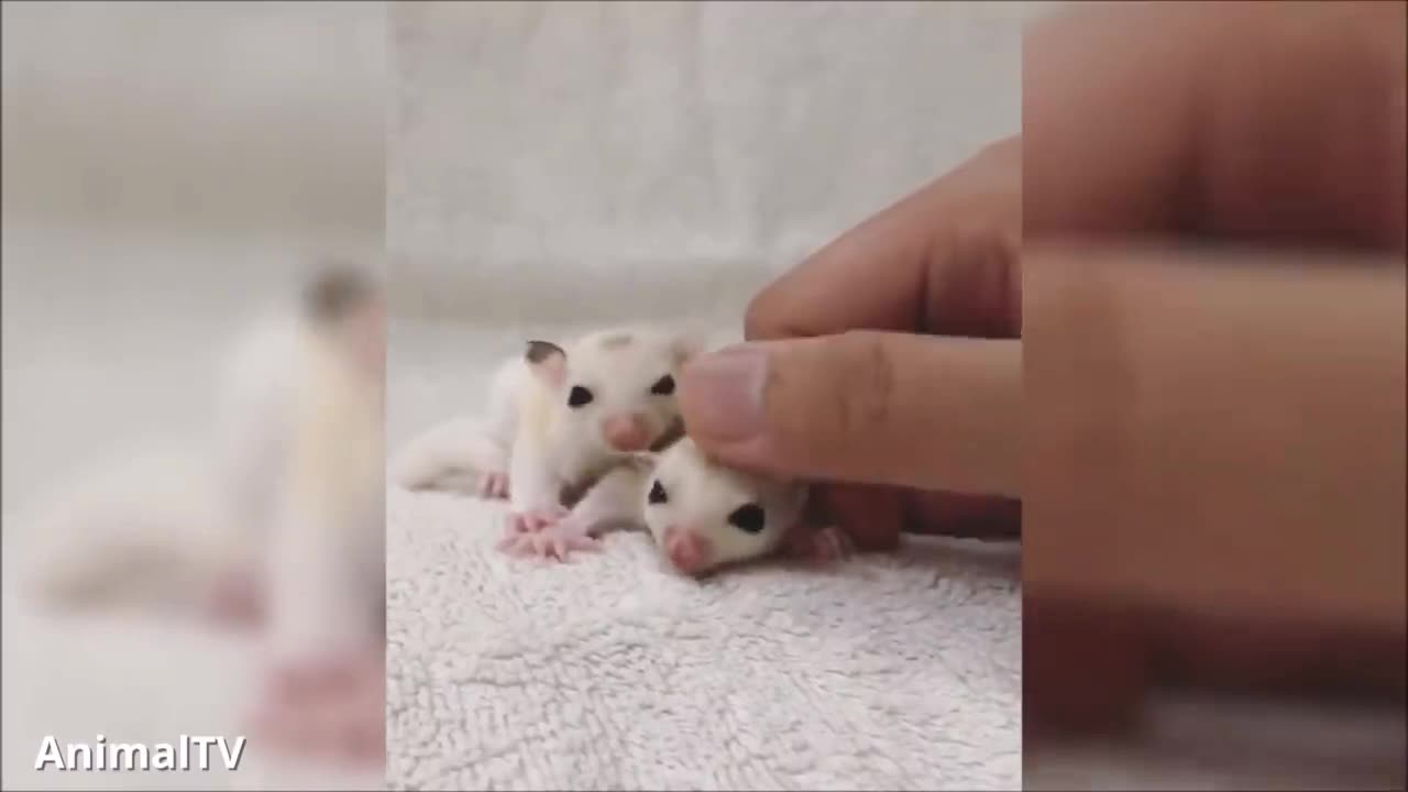 SUGAR GLIDERS Flying - Funny & Cute Compilation