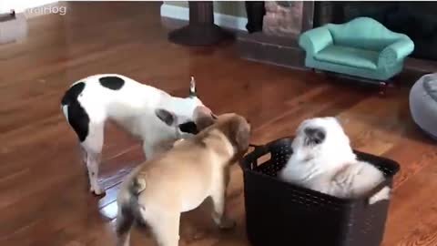 It's A Cat's World, Dogs Just Live In It | The Dodo