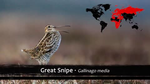 The Most Haunting Birds Songs of the World