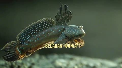 Did you know that there are fish that can walk on land?