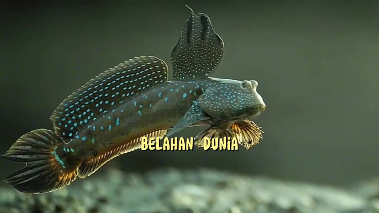 Did you know that there are fish that can walk on land?