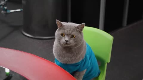 Aaron's Animals - Pet Peeves Gym Edition