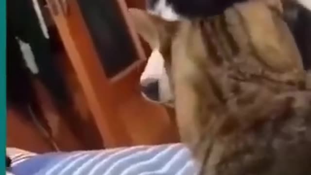 💞😆Cats and dogs fighting very funny😂|| Try not to laugh ||#shorts