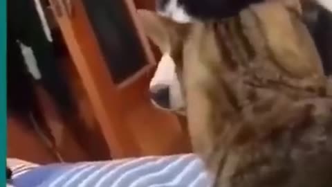 💞😆Cats and dogs fighting very funny😂|| Try not to laugh ||#shorts