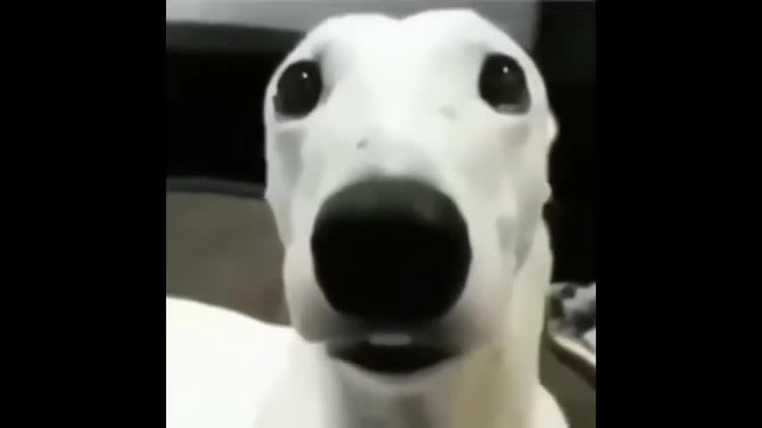 Shivering dog meme