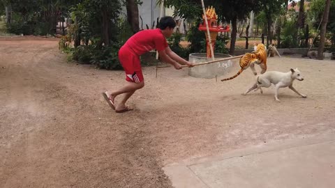 Prank Dog! Funny dog and fake tiger, try not to laugh #funny #animal #funnyvideo