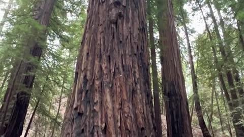My favorite redwood forest in the Bay Area?