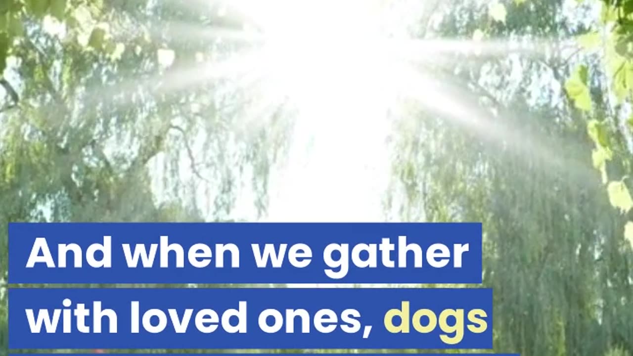 Unconditional Love: The Joy of Dogs