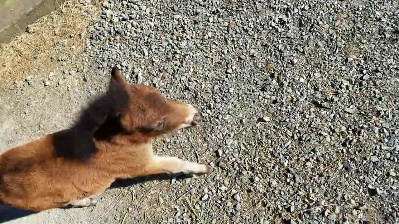 Baby miniature horse chasing me