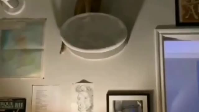 Fear of waking up at dawn and facing the kitty 😂😂
