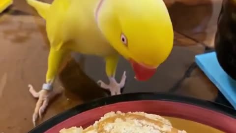 Smart Yellow Bird