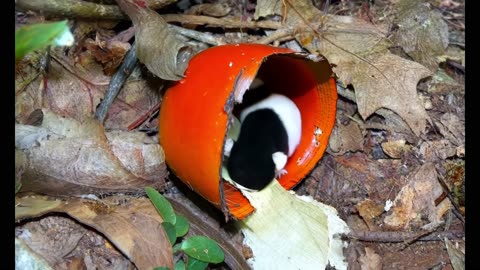 When walking in nature, never disturb mushrooms. Something special is inside.