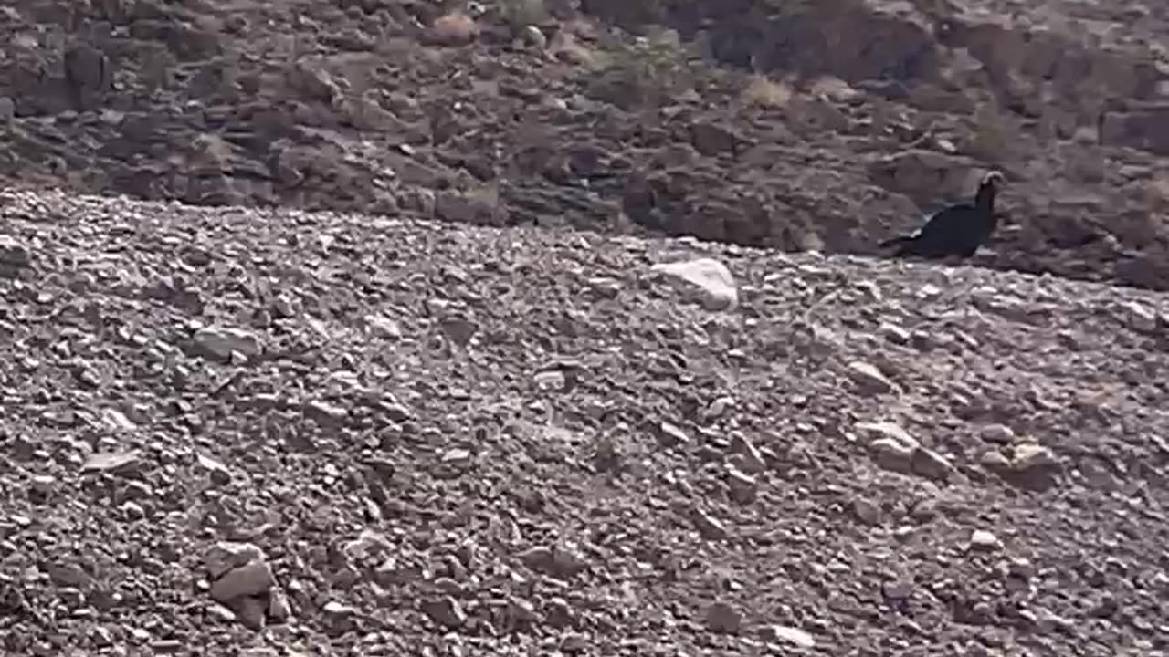 Large bird at the base of Frenchman mountain, Las Vegas