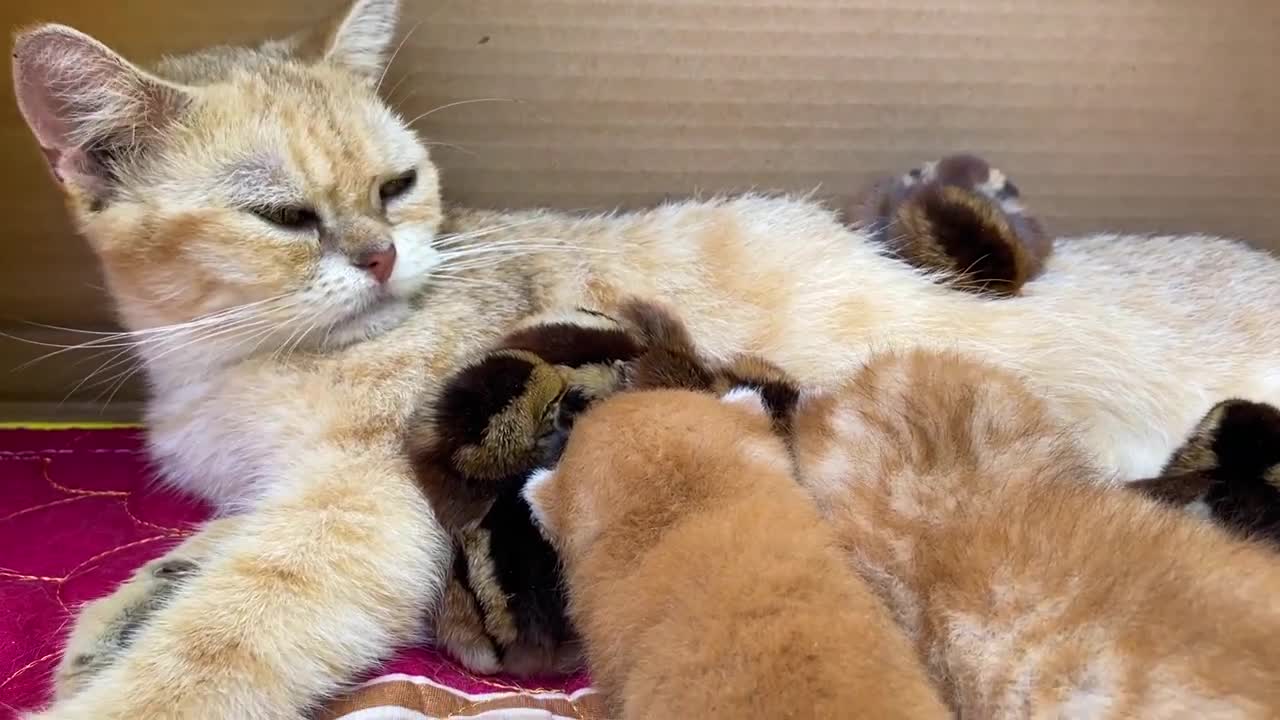 Kitten and chicken family sweetly sleeping together