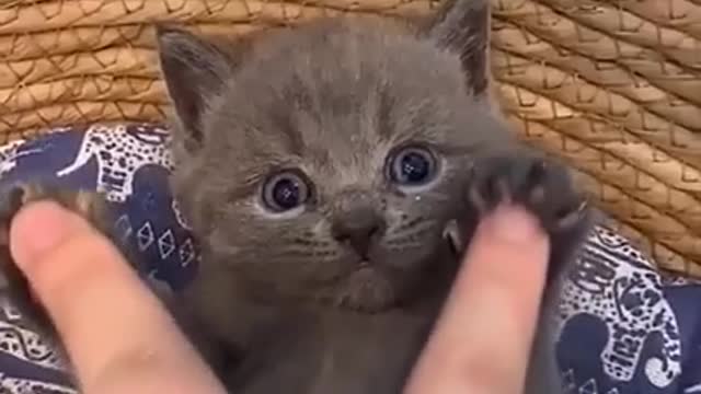 0:07 NOW PLAYING WATCH LATER ADD TO QUEUE Funny cat videos cute animals funny cats, #shorts Copy