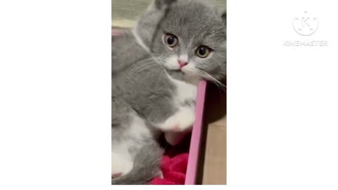 Too cute two handle :dog& cute cat