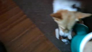 It's corgi playtime