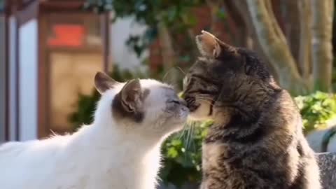 Cute cat kissing 😘😘