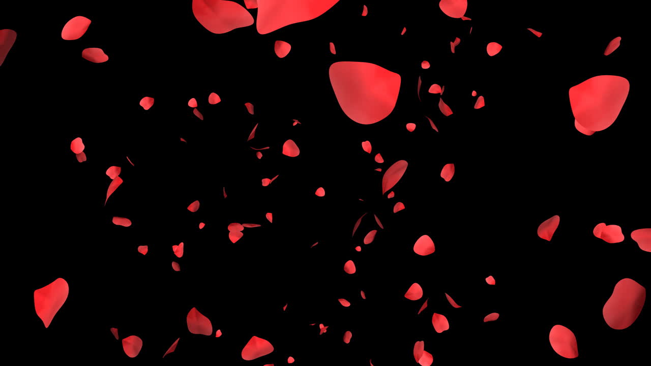 rose petals falling wedding title video with channel background