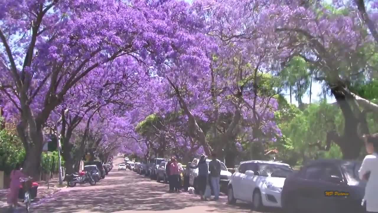 Jacaranda Season in Sydney Spring