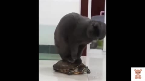 Very funny animals