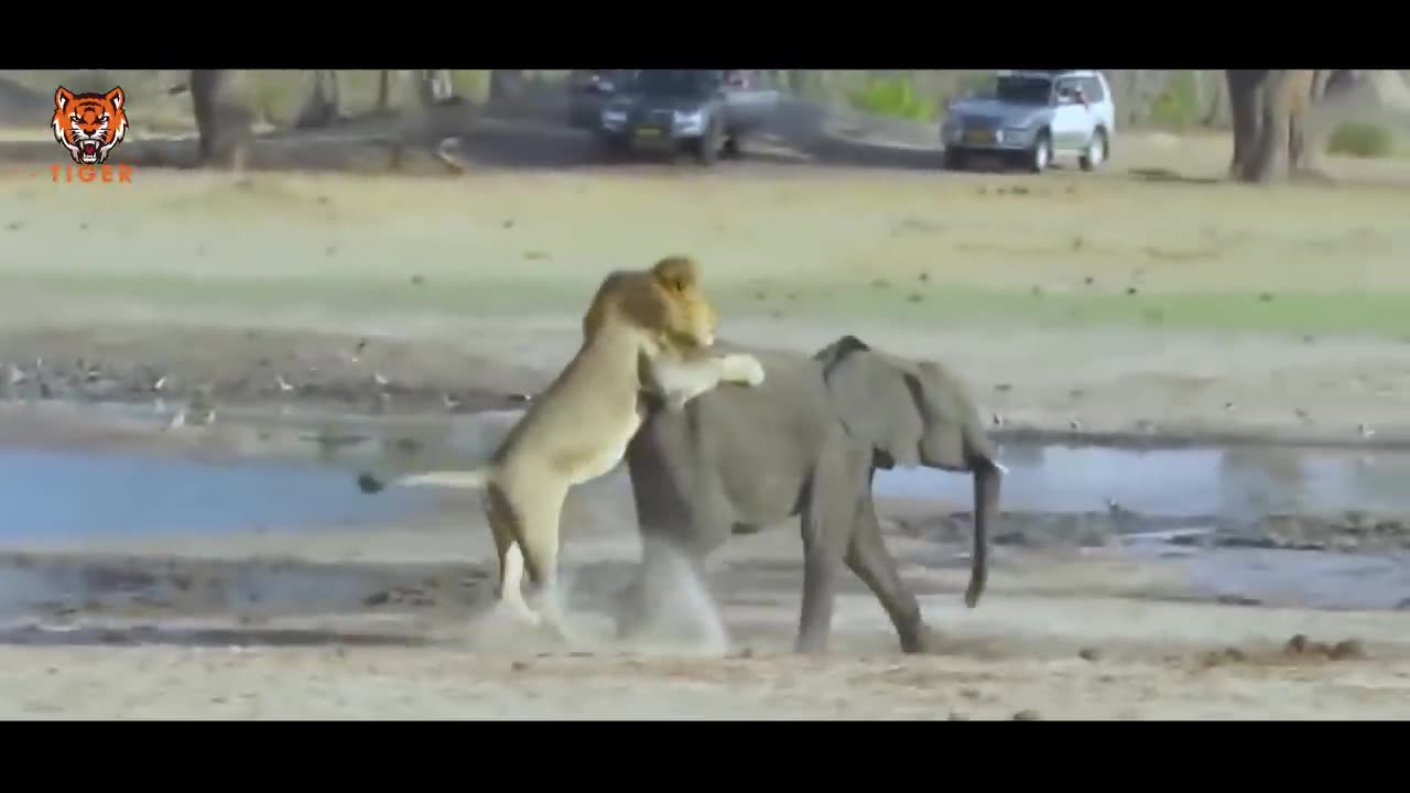 Wild life