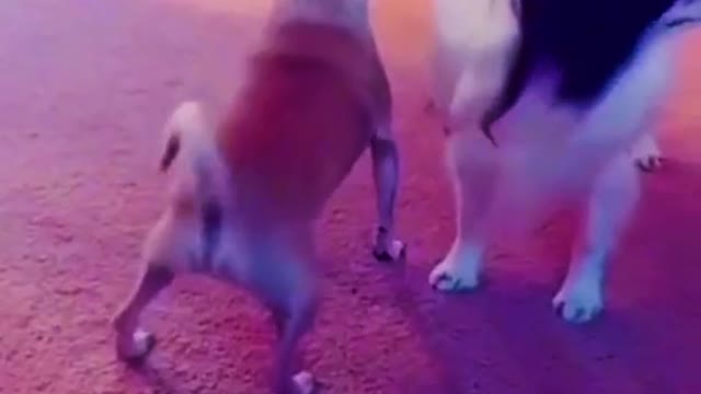 this dog is twerking