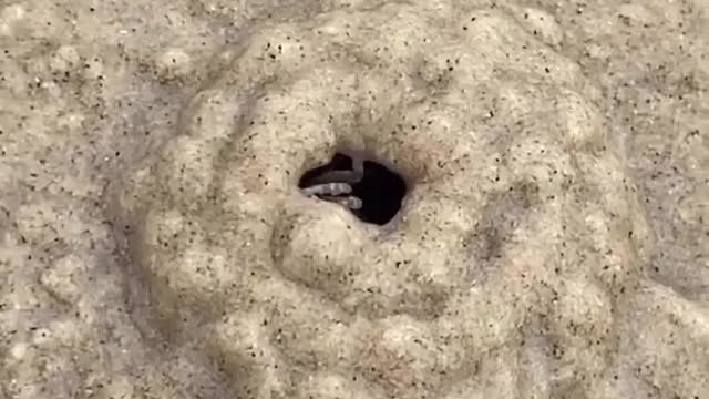 Sand crabs can burrow to a depth of around 4 feet and 1-2 inches wide,