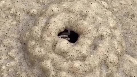 Sand crabs can burrow to a depth of around 4 feet and 1-2 inches wide,