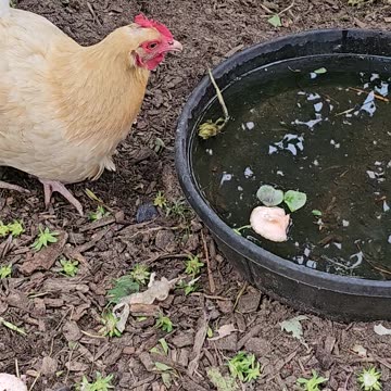 OMC! Chickens drinking, pecking, scratching and strawberry tops! #chickens #hens #drinking #shorts