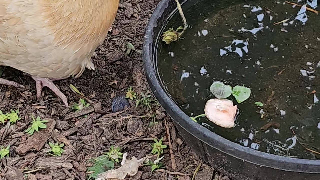 OMC! Chickens drinking, pecking, scratching and strawberry tops! #chickens #hens #drinking #shorts