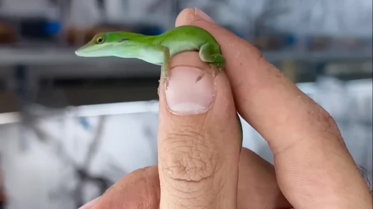 From egg 🥚 to baby 🐥 to adult lizard 🦎 | lizard birth. | Lizard birth circle | lizard videos