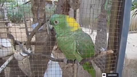 Cute parrot criying like a baby child, bark like a dog and knocking on tin can.😁😁