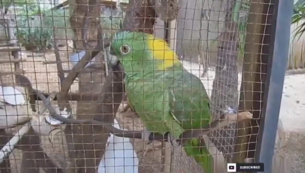 Cute parrot criying like a baby child, bark like a dog and knocking on tin can.😁😁