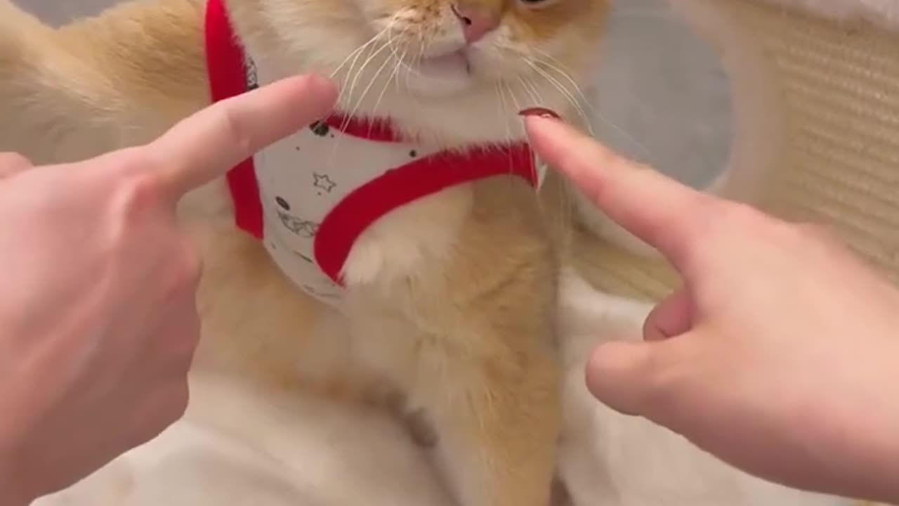 Funny Cat Video On Internet #7