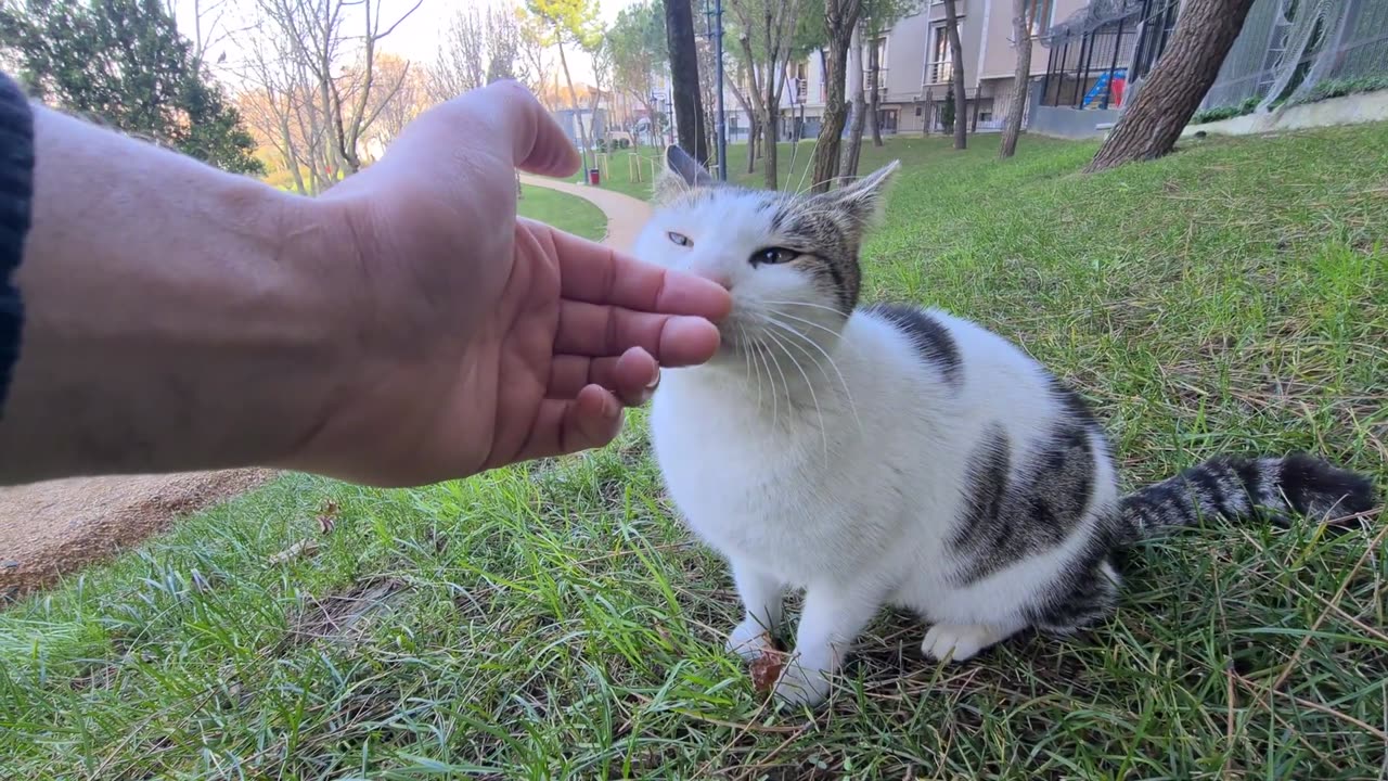 Cute hungry cats surrounded me