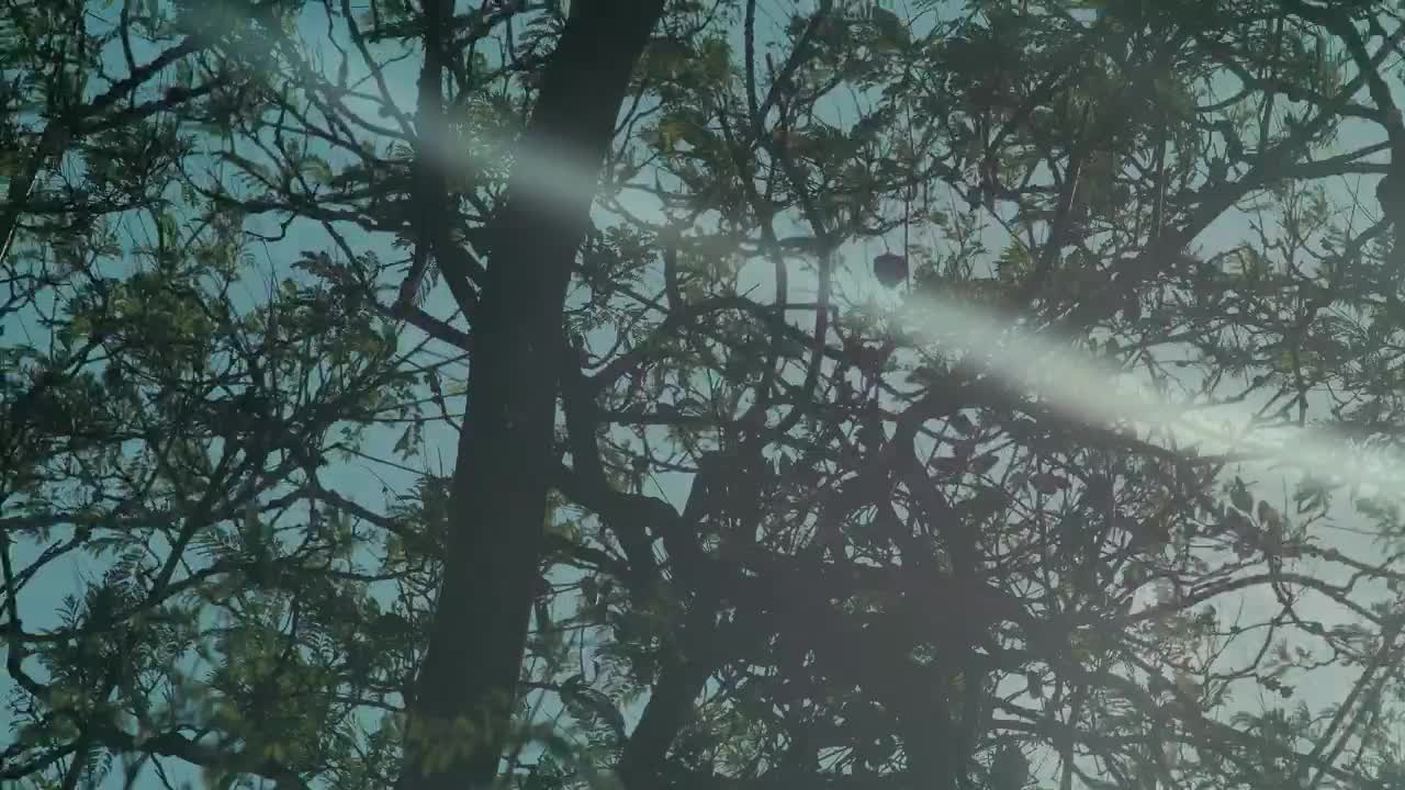 Trees reflected in the water