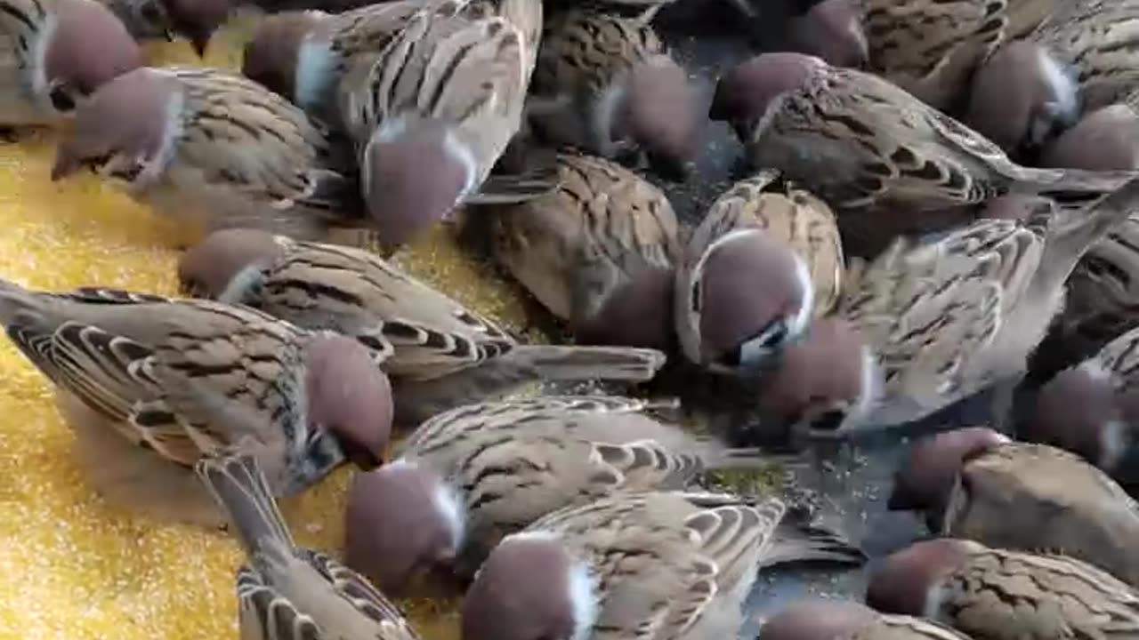 Birds Video