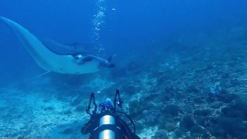 Gigantic manta rays pass right over thrilled scuba diver