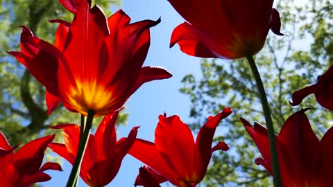 Slow motion dream flowers