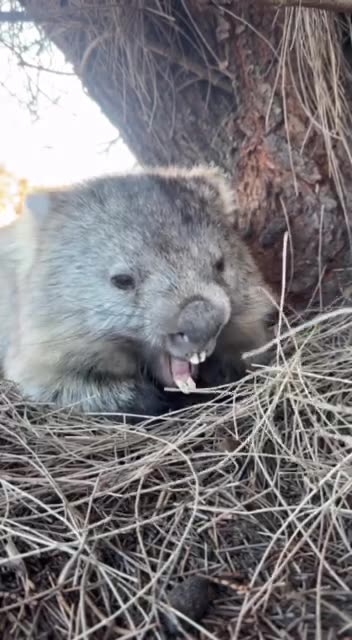 My weekend not so different from this Wombat’s