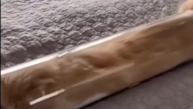 Funny Cat Trying to Crawl Through Plastic Tube #shorts