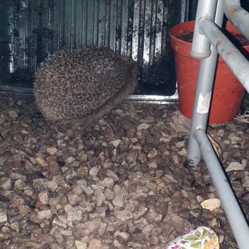 Hedgehog drinking much needed water in the UK cornwall