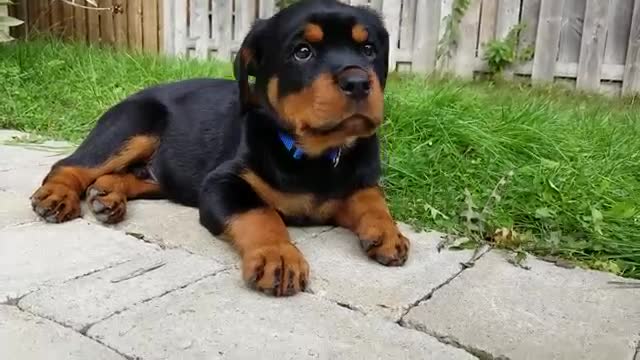 Rottweiler puppy